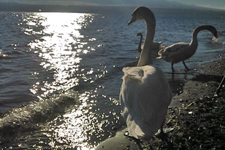 山中湖の白鳥