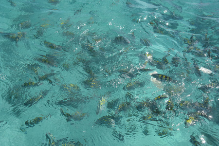 別の場所で撮った『澄んだカリブ海に魚たち』の写真