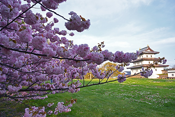 松前城本丸広場に咲く桜と春の花々
