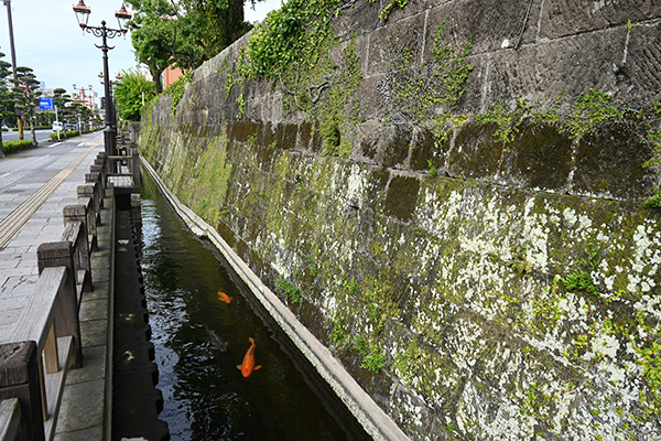 鹿児島城石垣横の、鯉が泳ぐ小堀