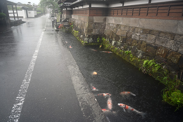 水路を鯉が泳ぐ飫肥城城下町の後町通り